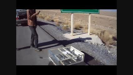 کبوتران مسافتی -فرشید-215کیلومتری زاهدان(جاده ایرانشهر)