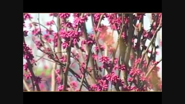 عید شما مبارک تقدیم به تمام مردم ایران در هر کجای دنیا