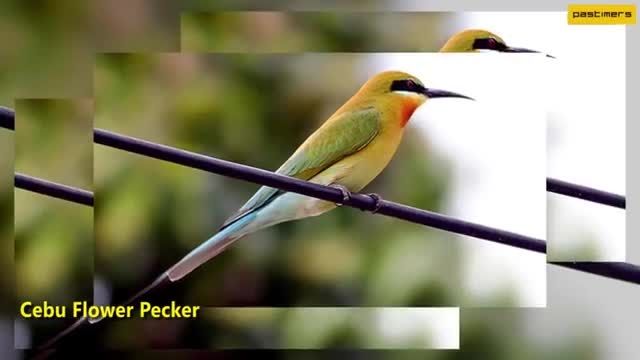 10 پرنده نادر جهان