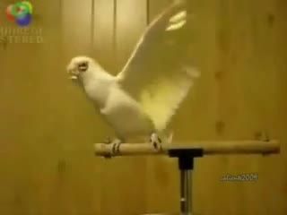 رقص پرنده