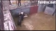 کشتن دردناک گاو توسط گاو اسپانیول
