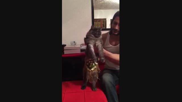 رقص  عربی گربه