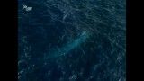 نهنگ آبی بزرگترین جاندار كل تاریخ