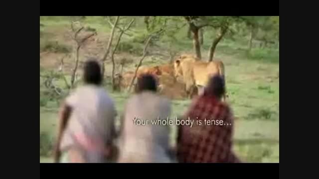 کش رفتن شکار شیر توسط انسان !!!