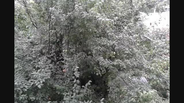 طبیعت در علی آباد کتول