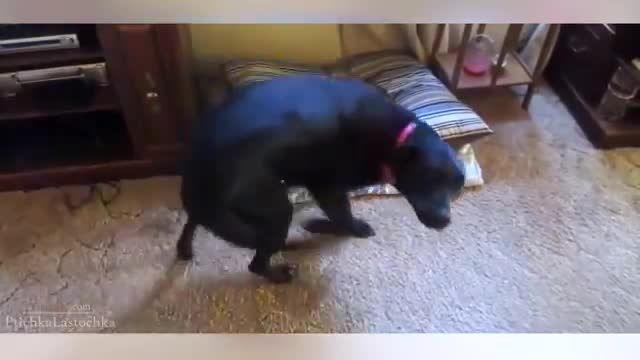 Cats vs Dogs Compilation 2014
