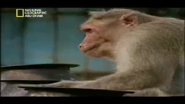 دزدی كردن میمون ها (فوق العاده زیبا و خنده دار