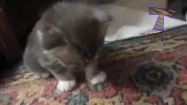 گربه ی کوچولو و بامزه در حال میو میو کردن
