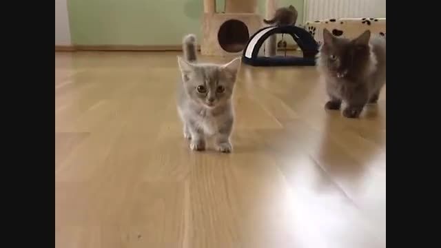 وقتی بچه گربه سیمش گیر میکنه!!!
