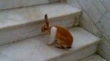 بالا رفتن خرگوش از پله!
