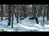شکار گراز در بلغارستان