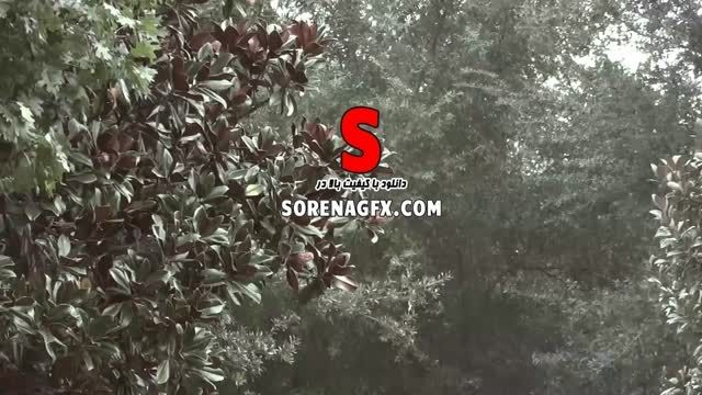 فوتیج با كیفیت بارش باران همراه با نمایی از درختان