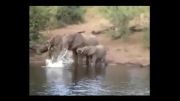 حمله کروکدیل به فیل هنگام آب خوردن