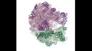 فیلم مدل 3بعدی اسید ریبونوکلئیک (RNA) باکتری