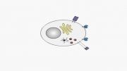 رهاسازی گرانول های سلول T