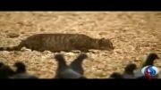 فیلم؛ مهارت گربه در شکار کبوتر!