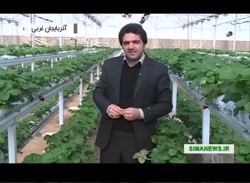 پرورش میوه گلخانه ای آذربایجان غربی ایران