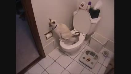 گربه ای که مثل بچه آدم میره توالت