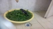 حمام در اب سبزی-مرغ مینا