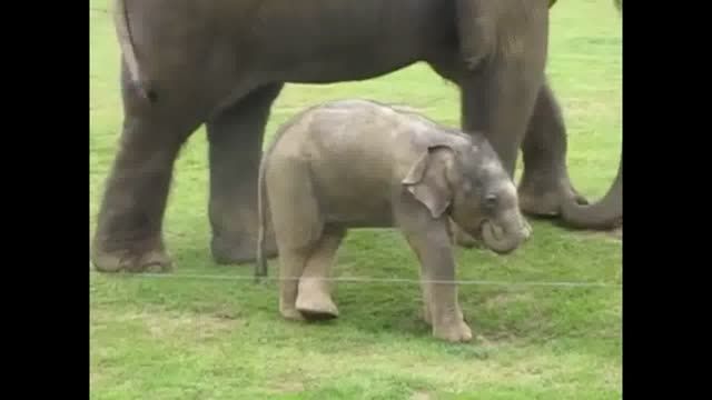 خود درگیرى بچه فیل با خرطومش !