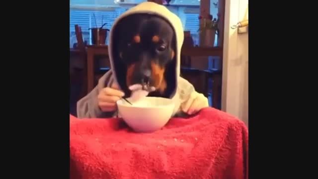 غذا خوردن سگ با قاشق