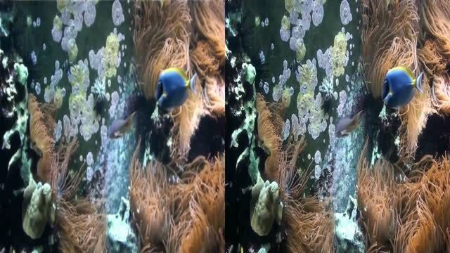دانلود مستند سه بعدی Meeres Aquarium 3D 2010