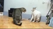 جنگ دو گربه
