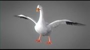Reference برای متحرک سازی( Geese 3D )