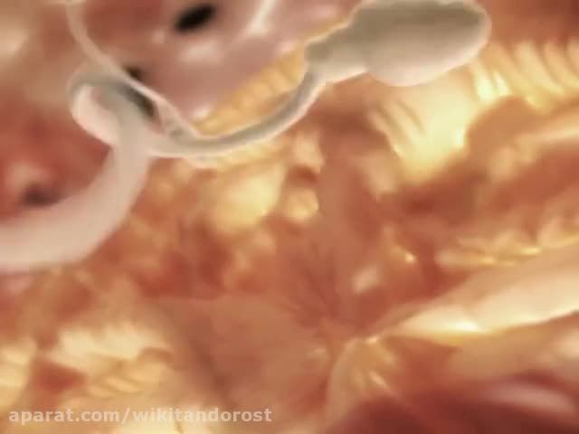 انیمیشن لقاح تخمک و اسپرم