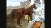 جیران اسب زیبای من