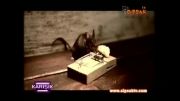 موش باهوش ترین حیوان دنیا