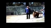 حمله ی خرس