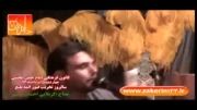 کربلایی احسان ویسی - شور - تکفیری زهی خیال باطل