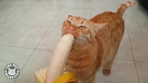 Kitty devours banana