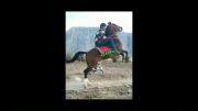 اسب سیلمی دره شور قهرمان کره سالار 2( 09179637264)
