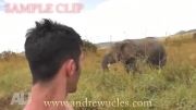 نزدیک شدن به فیل های وحشی