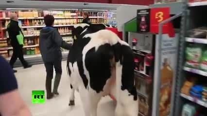 اعتراض دامداران انگلستان به قیمت شیر در بازار