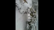 برف پاییزی دراردبیل