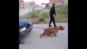 قوی ترین سگ دنیا (حتما ببینید)