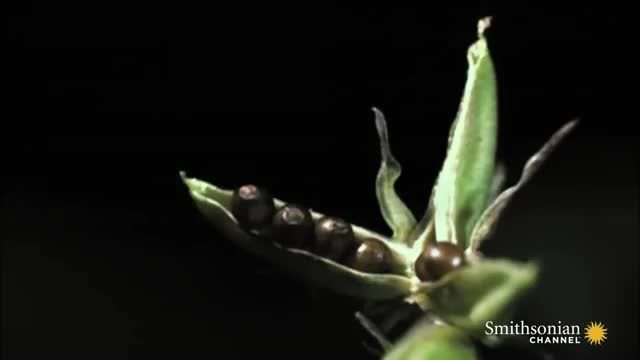 ویدیویی عجیب از گل هایی عجیب/30 میلیون بازدید در یوتیوب