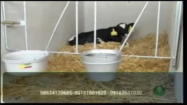 دستگاه پاستوریزه  شیر گوساله
