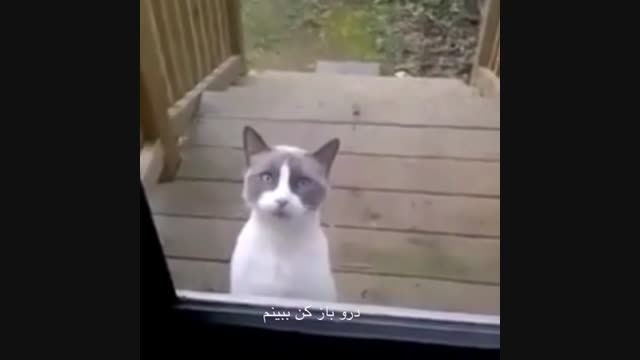 التماس کردن گربه