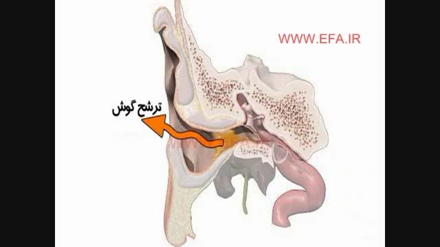 اندام های حسی (گوش)