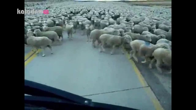 گله خیلی بزرگ گوسفند در جاده