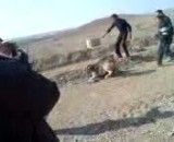 جنگ سگ آذربایجان 2