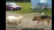دعوای سگ و گوسفند برای گرفتن توپ