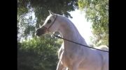 اسب عرب هدبان الشقب-سیلمی