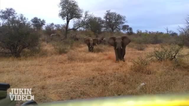 حمله فیل به جیپ گردشگران کلیپ از (JukinVideo)