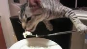 گربه با چنگال غذا میخورد !!!!!!!