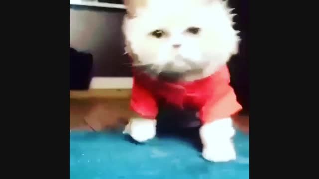 گربه رقاص